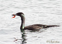 Phalacrocorax pelagicus